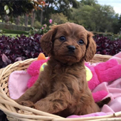 Cavoodle Puppies Glenhaven