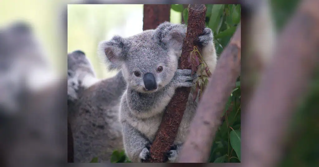 Funding for Koala Plan of Management Approved