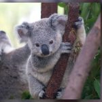 Funding for Koala Plan of Management Approved