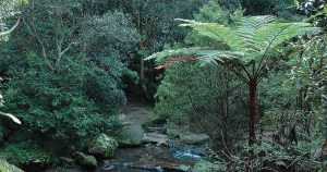 Hidden in the Hills: Tree Ferns