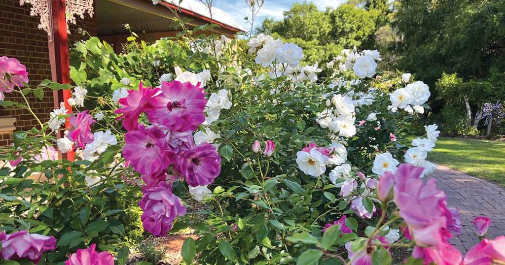 Summer's Swansong At Fagan Park