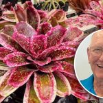 Bromeliad Society of Australia: Watering System for Bromeliads