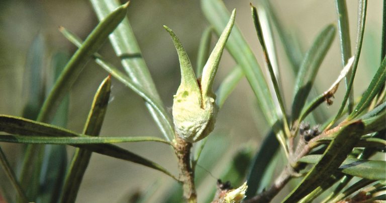 Hidden in the Hills: Mountain Devil