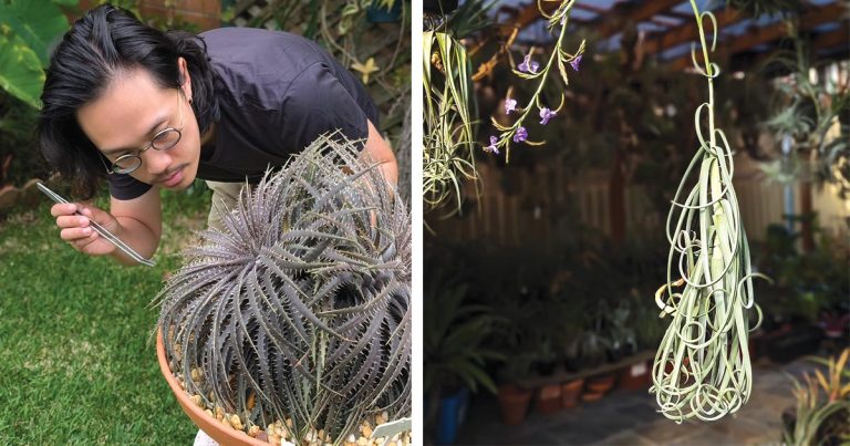 Bromeliad Autumn Show 3rd-4th May