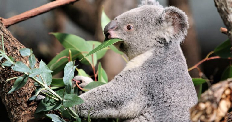 Koala Management Strategy: First Step Complete