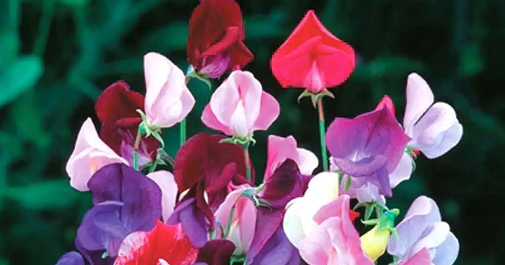 Galston Garden Club: Enthusiastic Gardeners Welcome