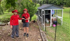 Rooster Avocado Takes Top Place at Hawkesbury Show