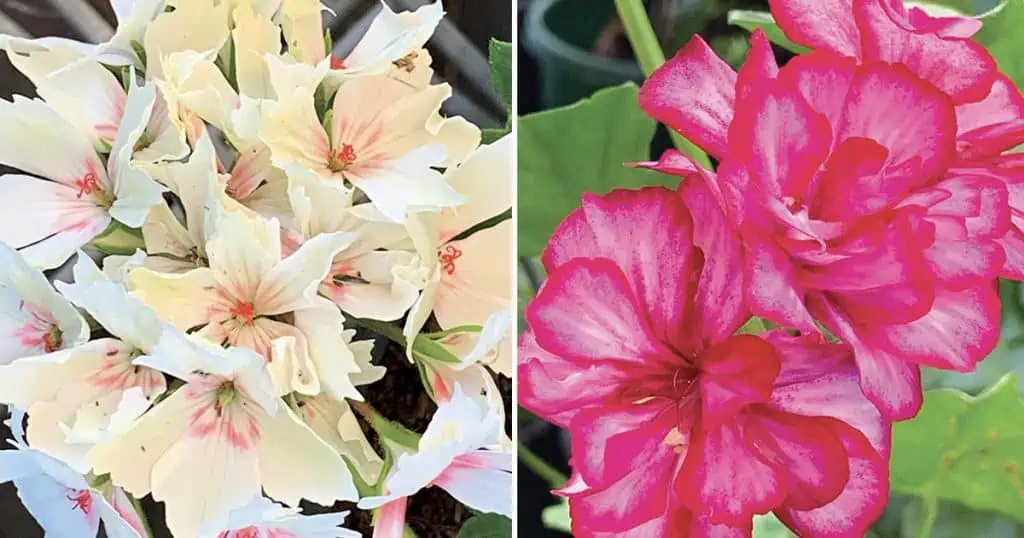 Bromeliad Society of Australia: Guest Speaker Robyn Bible, Australian Geranium Society