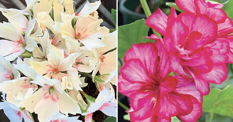 Bromeliad Society of Australia: Guest Speaker Robyn Bible, Australian Geranium Society