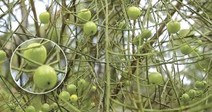 Hidden in the Hills: Native Currant