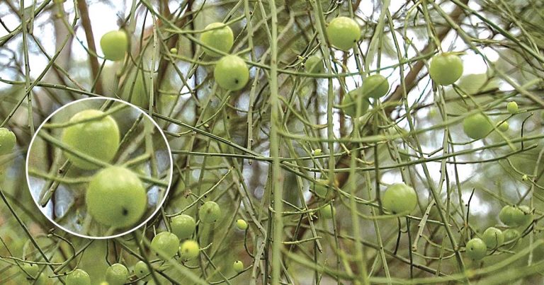 Hidden in the Hills: Native Currant
