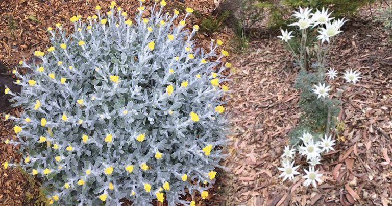 Australian Native Plants: Amazing Greys
