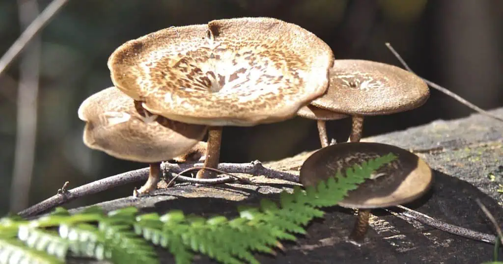 Hidden In The Hills: Bushland Photography Techniques
