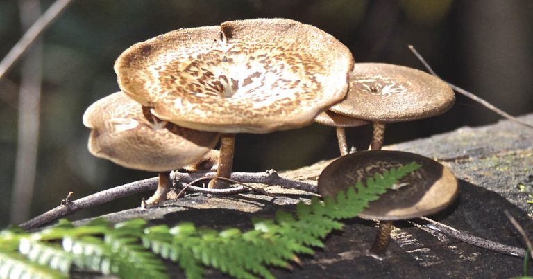 Hidden In The Hills: Bushland Photography Techniques