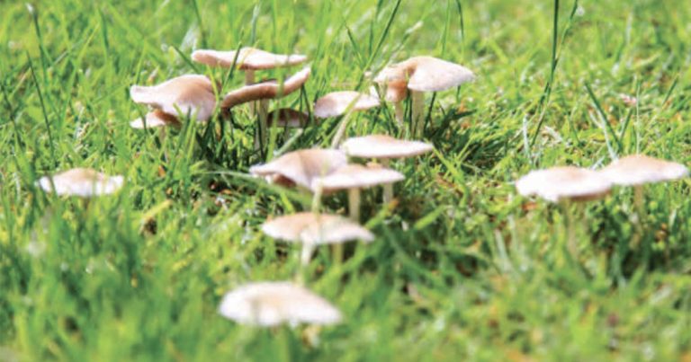 Tips for Competing at the Easter Show