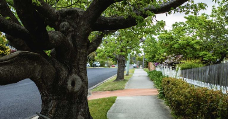 Hornsby Council Supports Rules To Illegal Tree Clearing