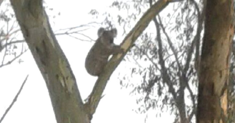 Hills-Hornsby Rural Koala Project (HHRKP)