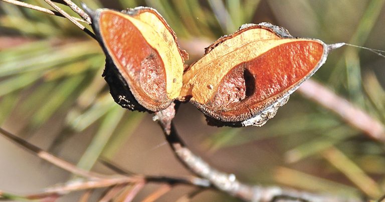 Hakea Gibbosa In NSW Forest