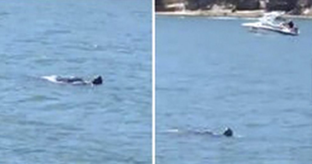 Hawkesbury River Monster