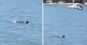 Hawkesbury River Monster