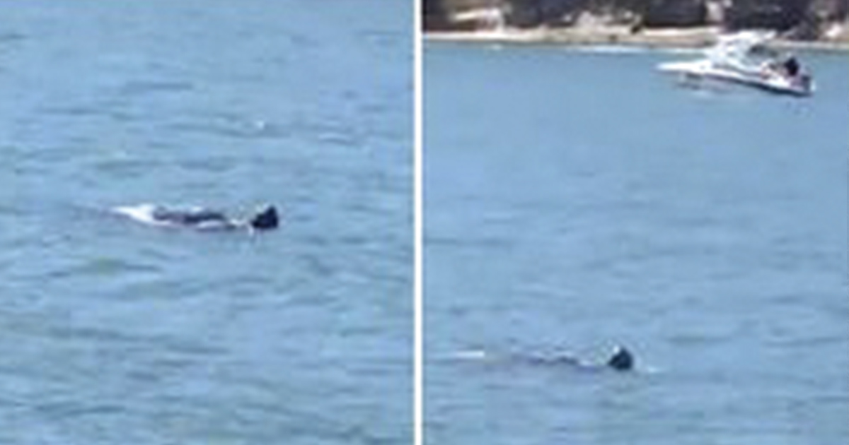 Hawkesbury River Monster