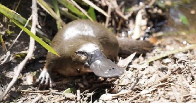 Platypus Project Boosted by $1M Grant for River Recovery