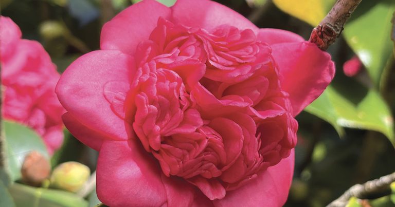 Winter Garden in Netherby