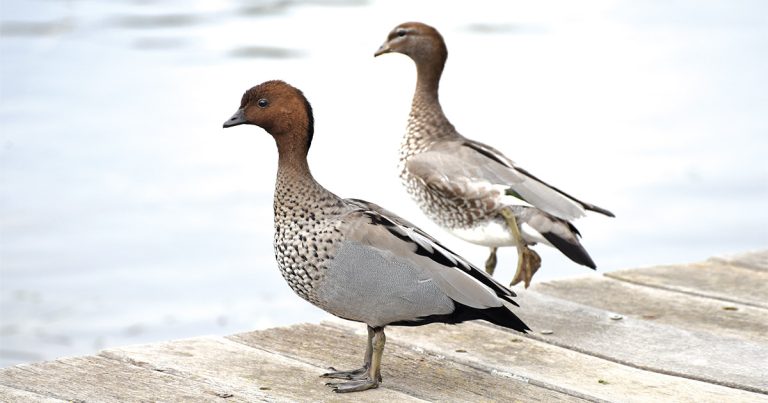 Staying Alert For Wood Ducks!