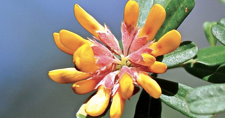 Hidden in the Hills: Spectacular Wildflowers