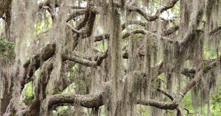Spanish Moss