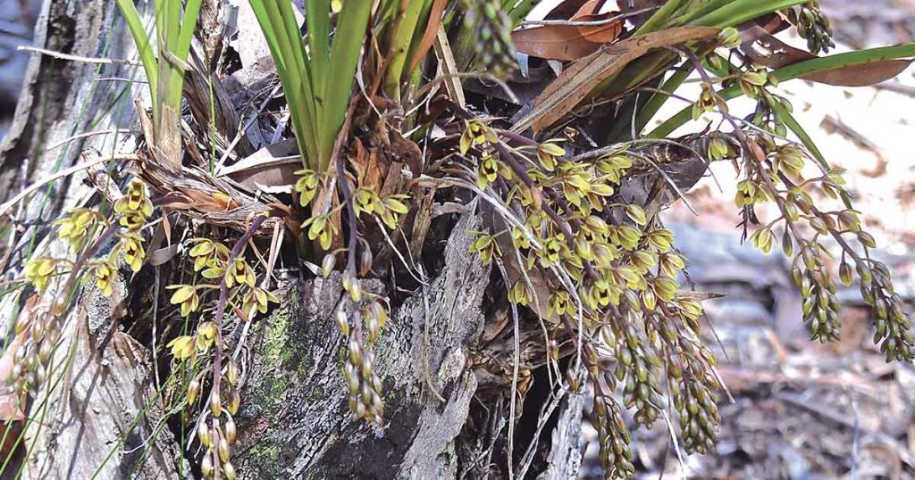 Cymbidium Suave