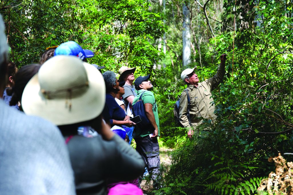 guided bushwalks