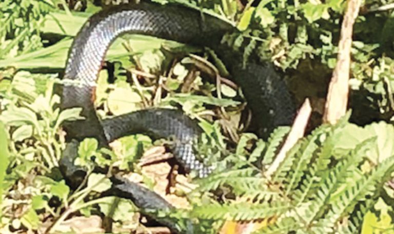 My Decade With A Diamond Python And A Surprise Guest