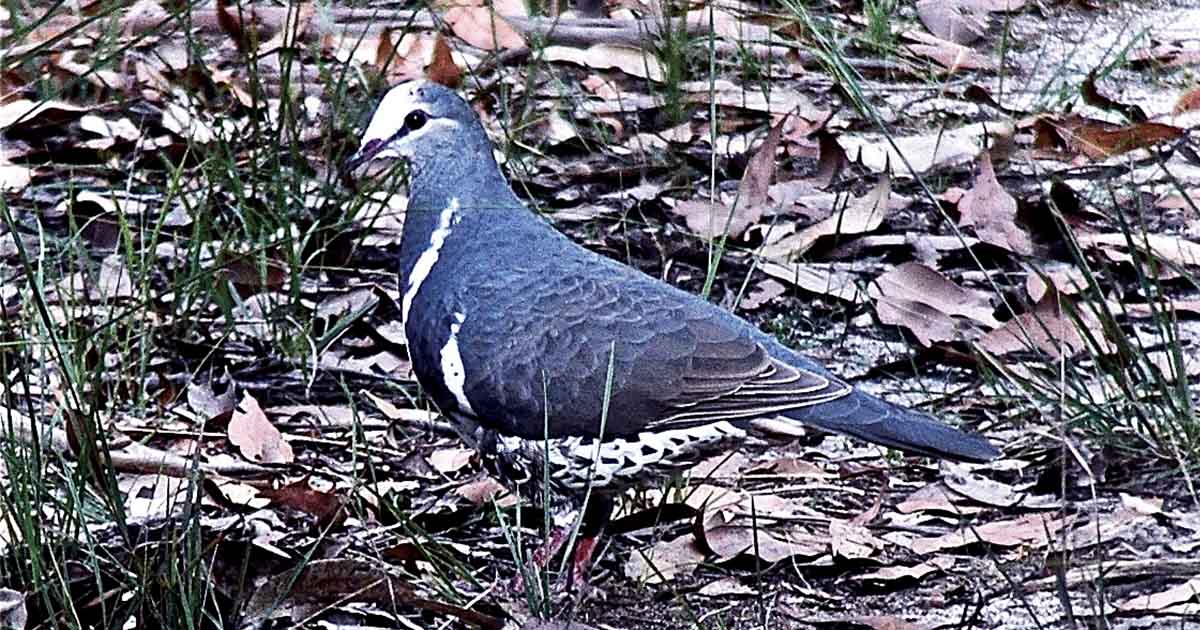 Hidden In The Hills: Bird Watching Photography