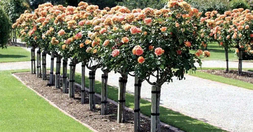 Memorial Garden