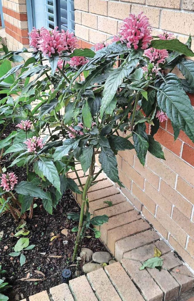 Galston Garden Club Wraps up Year, Plans for 2026