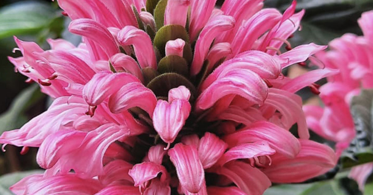 Galston Garden Club Wraps up Year, Plans for 2026