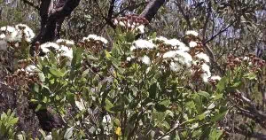 Dwarf Apple's Distinctive Growth and Habitat Traits