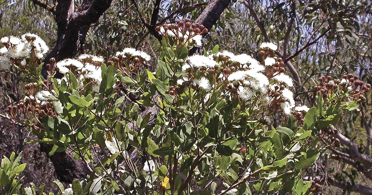 Hidden in the Hills: Angophora Hispida