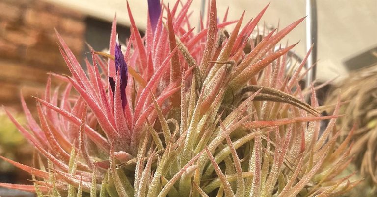 Bromeliad Society of Australia offers Unique Christmas gift ideas and Memberships