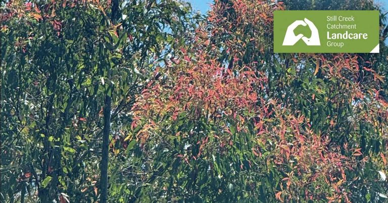 Spring's Red Leaves: A Natural Shield for Plants