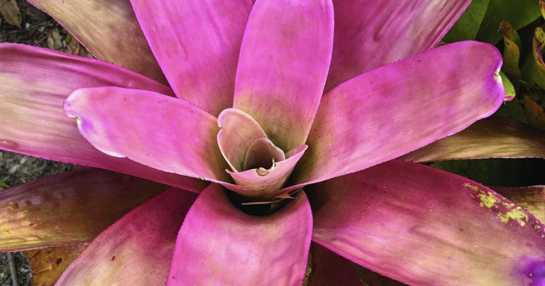 Bromeliad Plants Care Tips and Meet at Castle Hill Showground