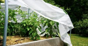 Gardening Tips From Galston Garden Club