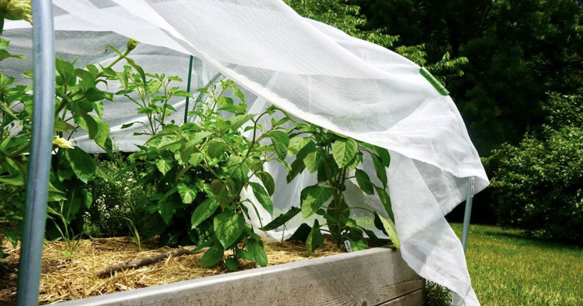 Gardening Tips From Galston Garden Club