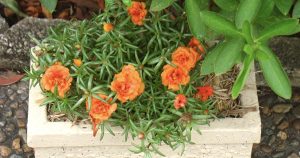 Australian Gardens Suffer Under Extreme Heat