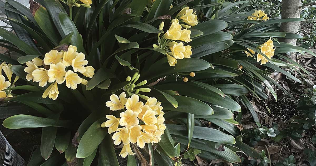 Popular Garden Plant Clivia at the Garden Club