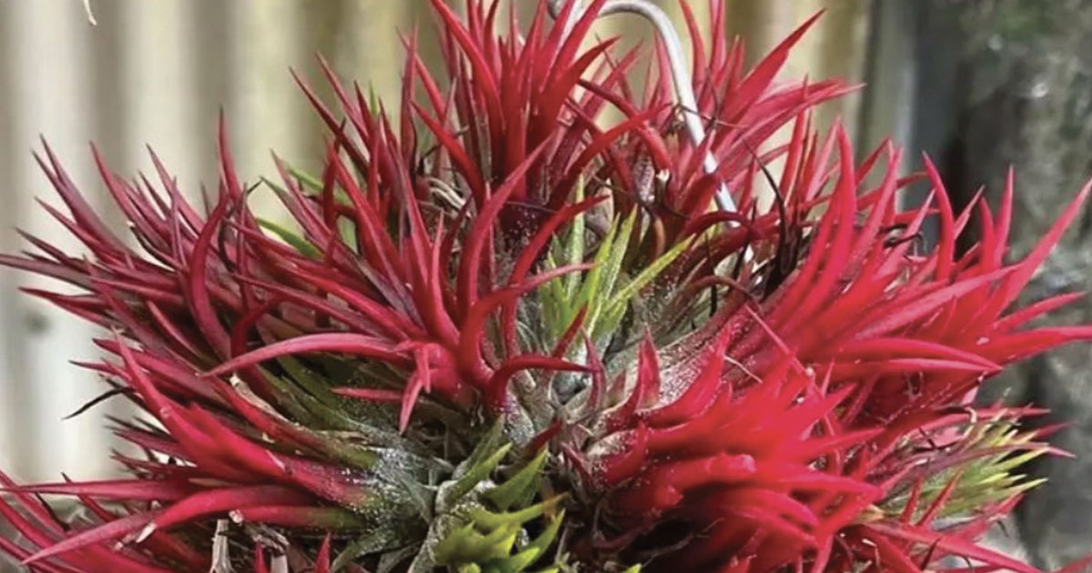 Bromeliad Plants Take Center Stage at Castle Hill Autumn Show