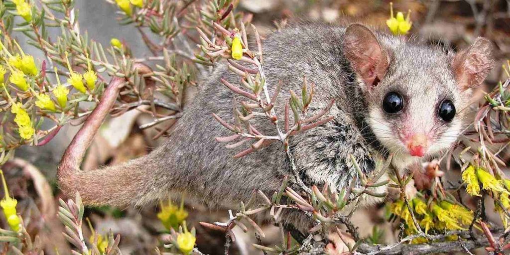 Pygmy Possum Bushcare Group