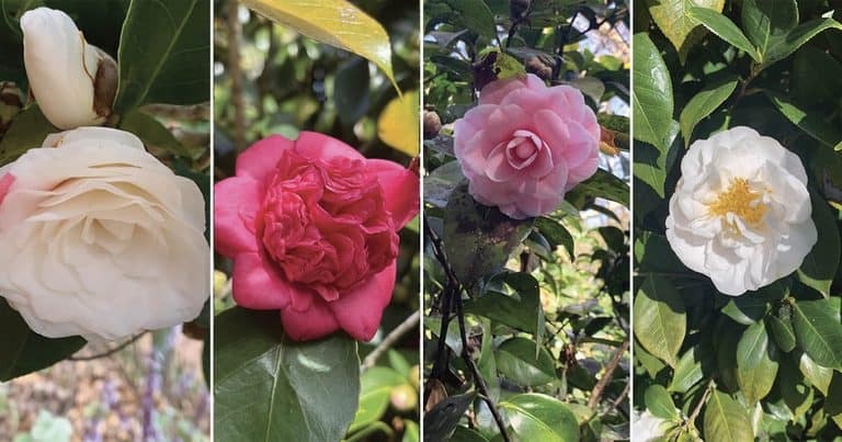 Explore the Waratah Camellia Garden at Netherby