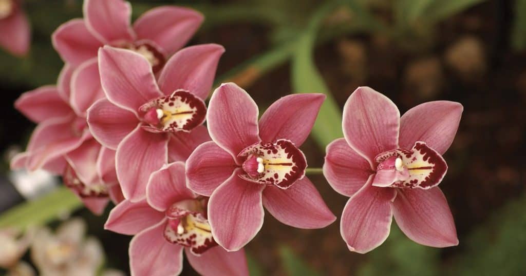 Orchid Care Tips Shared at Galston Garden Meeting